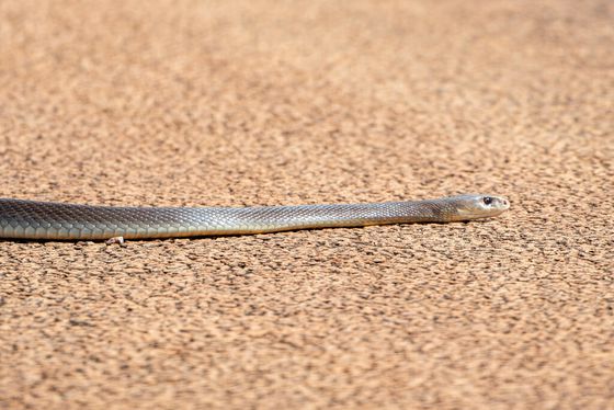 Coastal Taipan