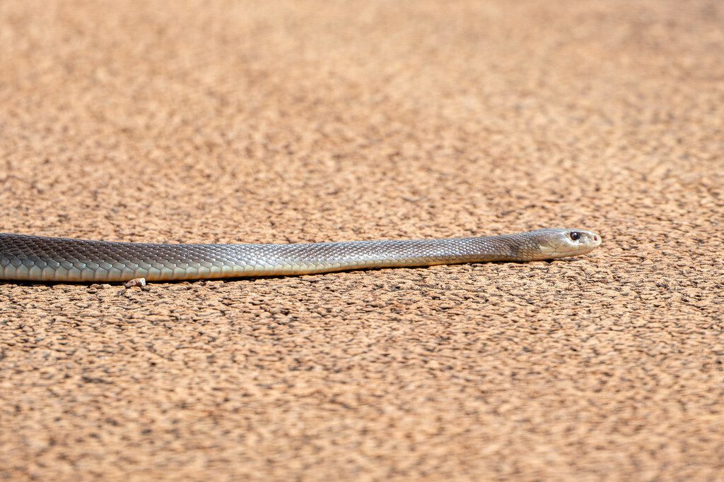 Coastal Taipan