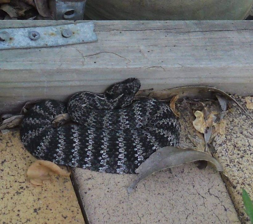 Common Death Adder