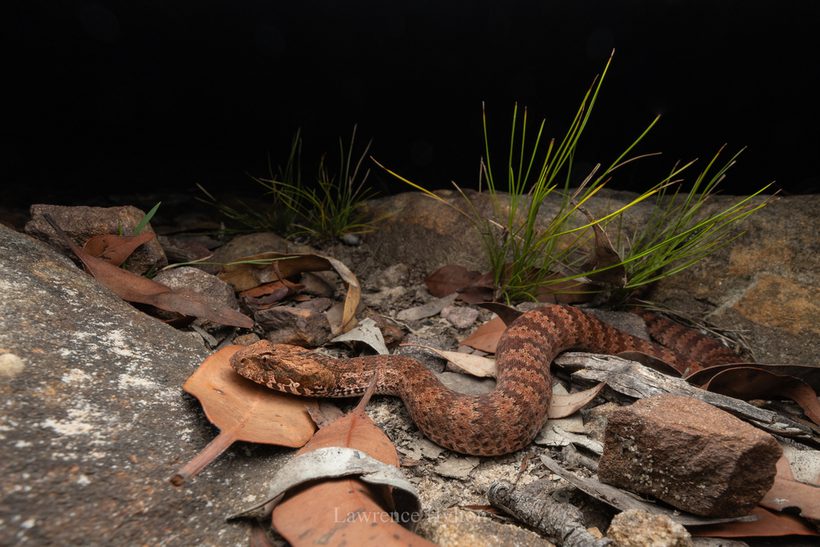 Common Death Adder