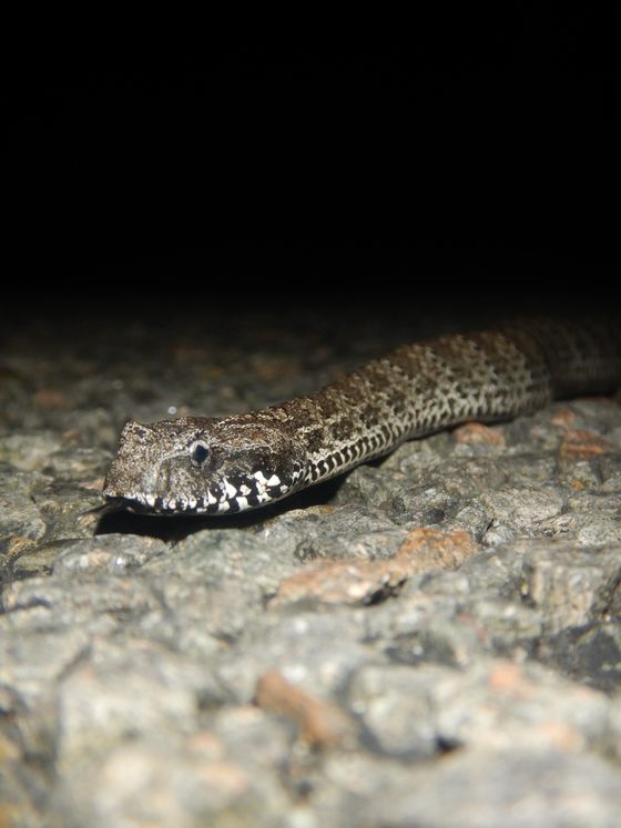Common Death Adder