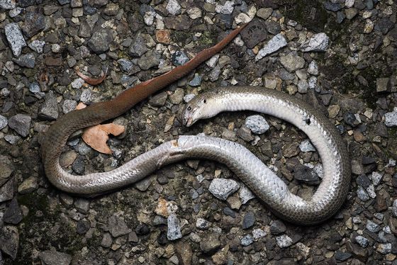 Common Scaly-foot