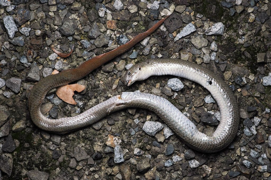Common Scaly-foot