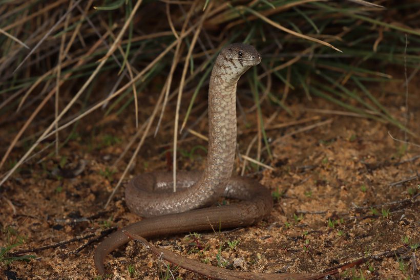 Common Scaly-foot