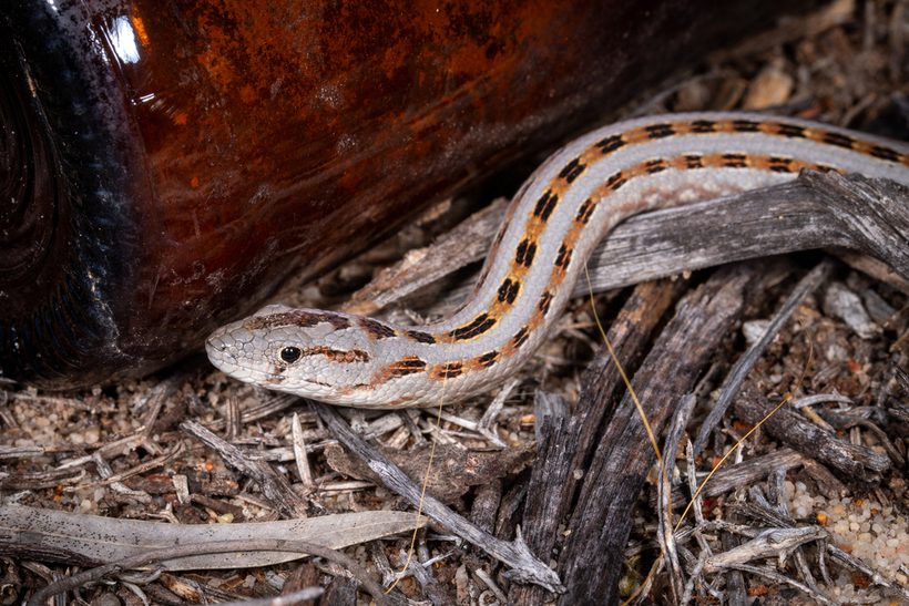 Common Scaly-foot