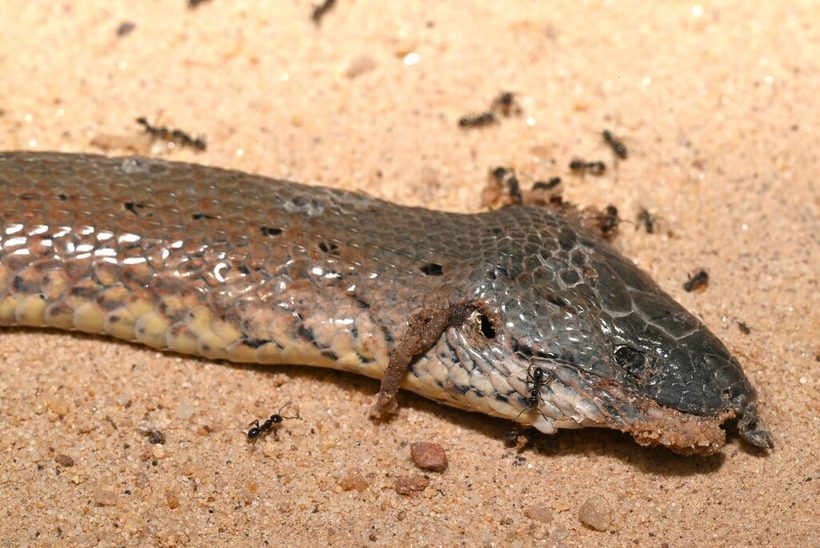 Common Scaly-foot