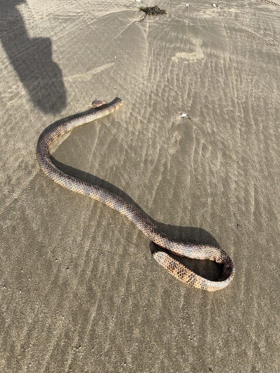 Dubois' Sea Snake