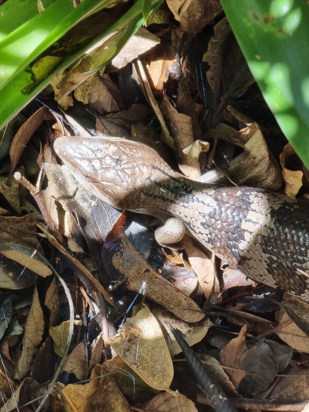 Eastern Blue-tongued Lizard