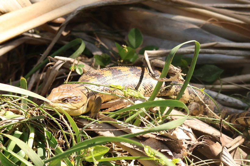 Eastern Blue-tongued Lizard