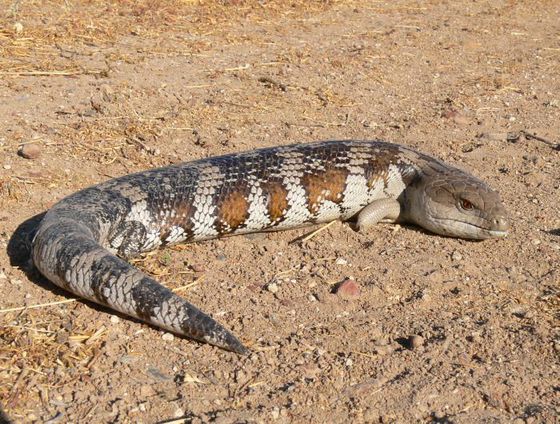 Eastern Blue-tongued Lizard