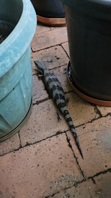 Eastern Blue-tongued Lizard