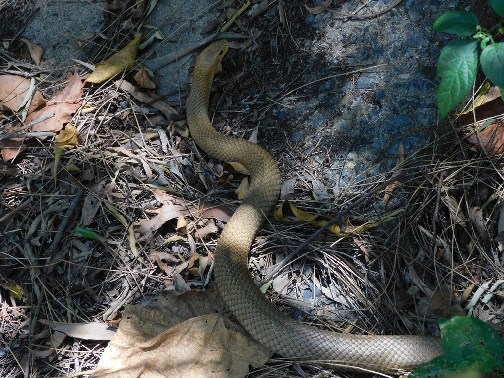 Eastern Brown Snake