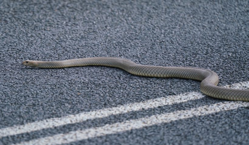 Eastern Brown Snake