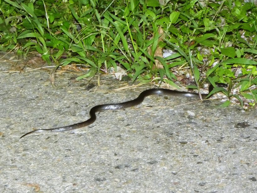 Eastern Small-eyed Snake