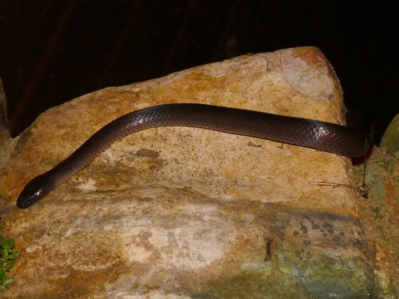Eastern Small-eyed Snake