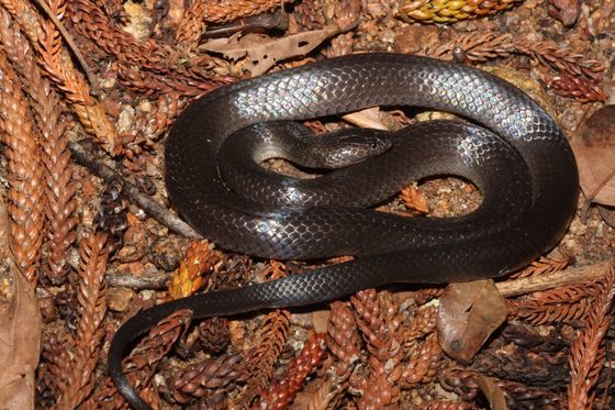 Eastern Small-eyed Snake