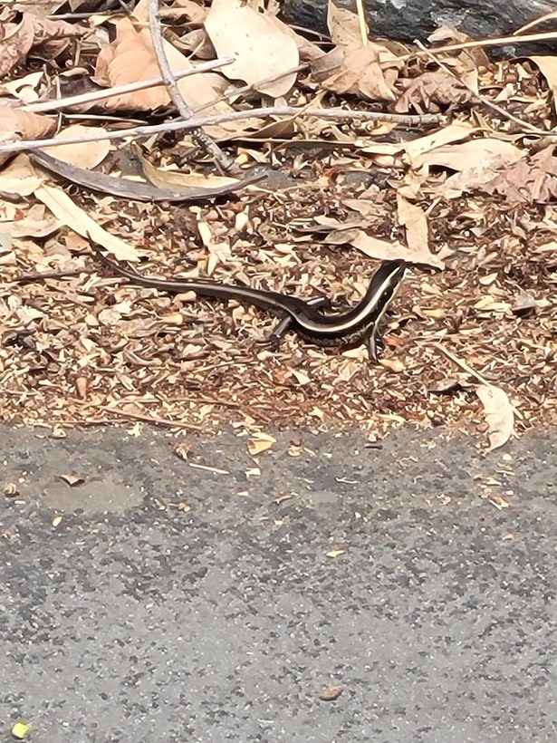 Eastern Water Skink
