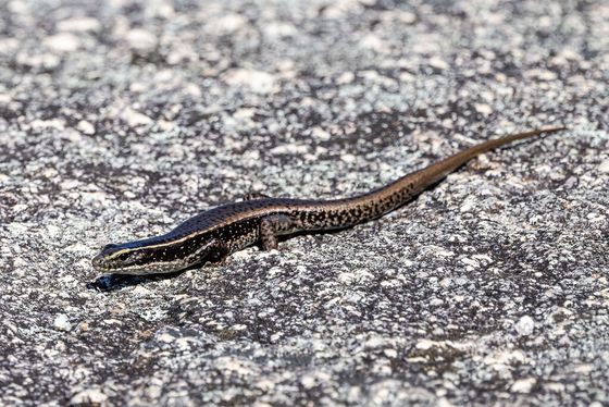 Eastern Water Skink