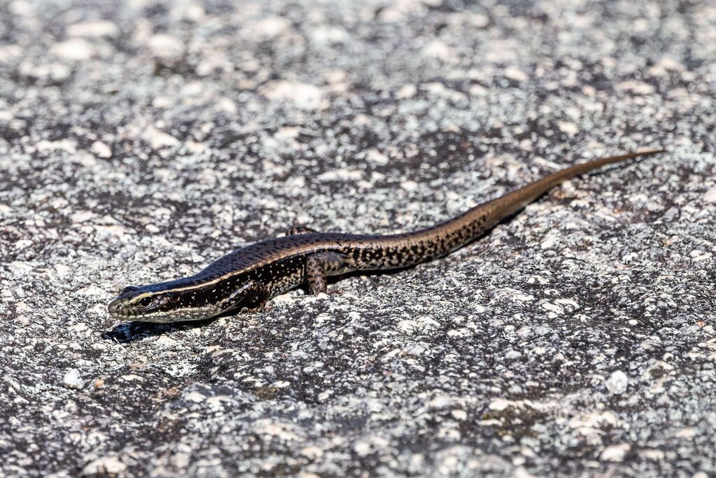 Eastern Water Skink