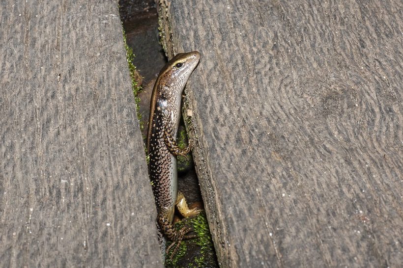 Eastern Water Skink