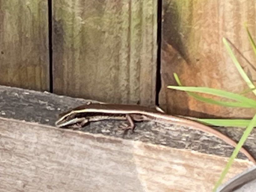 Eastern Water Skink