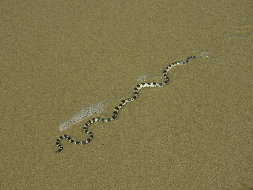 Elegant Sea Snake