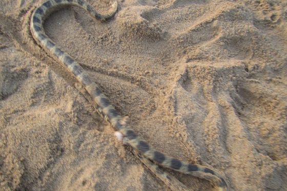 Elegant Sea Snake