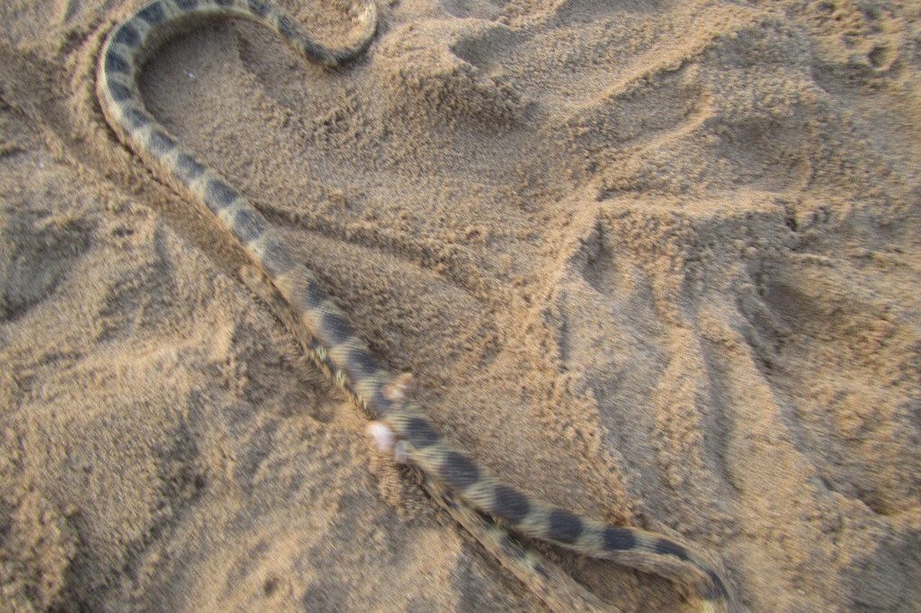 Elegant Sea Snake