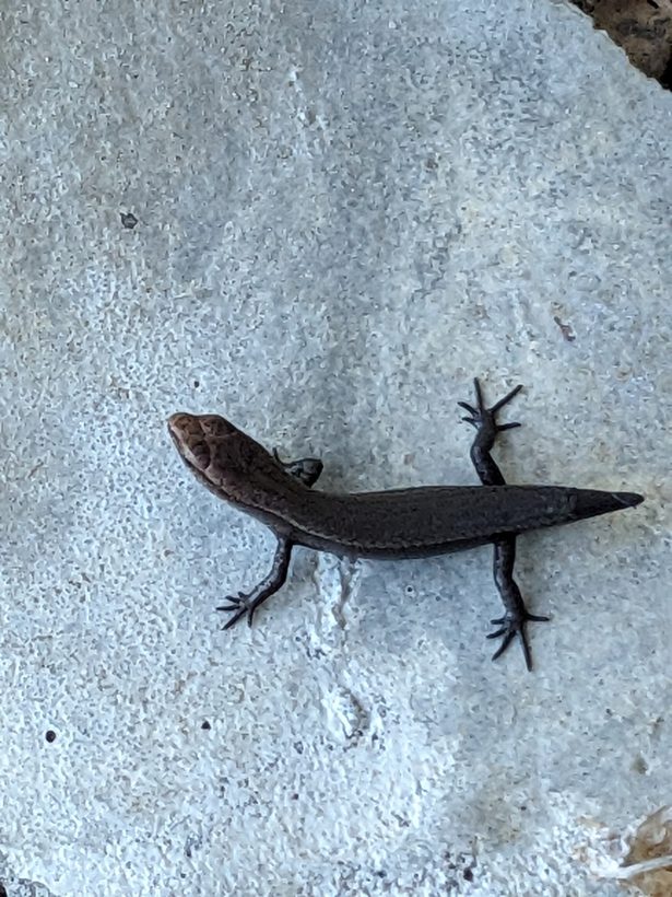 Garden Skink
