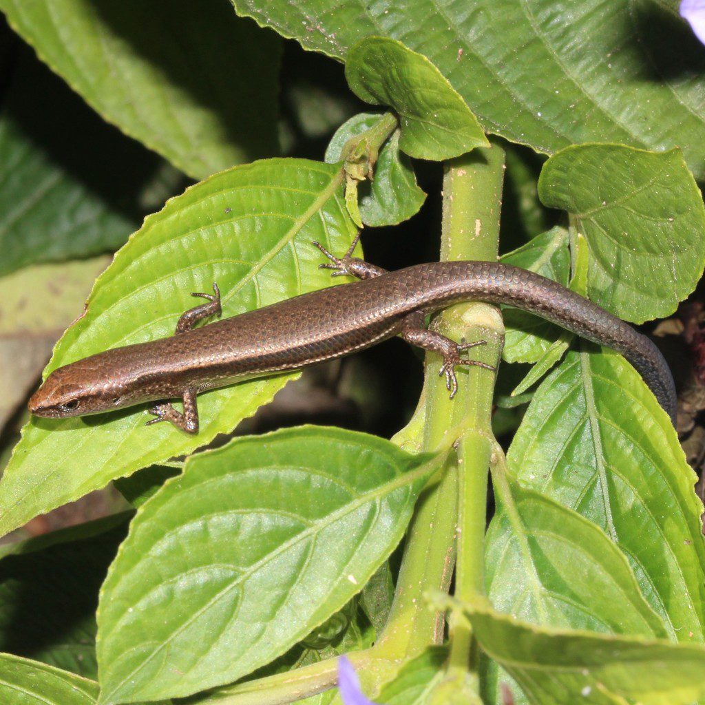 Garden Skink