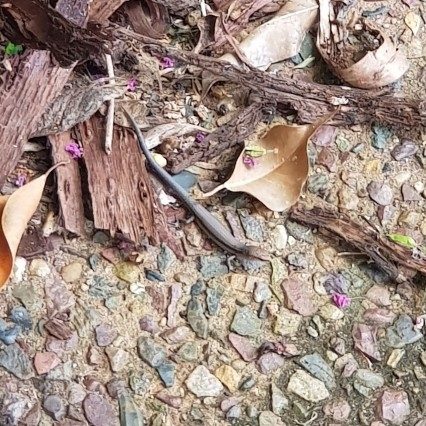 Garden Skink