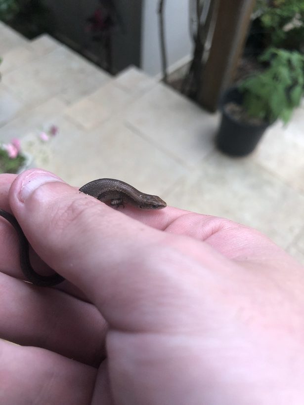 Garden Skink
