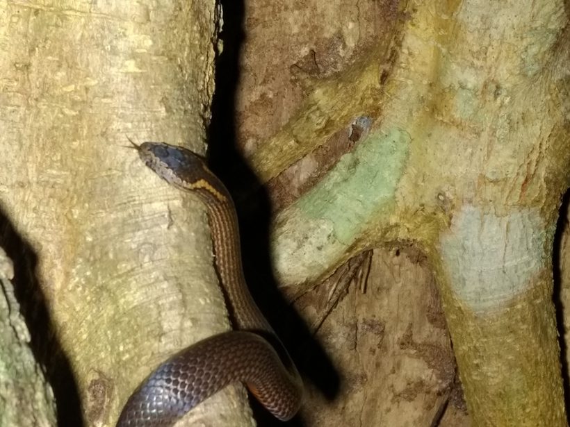 Golden-crowned Snake