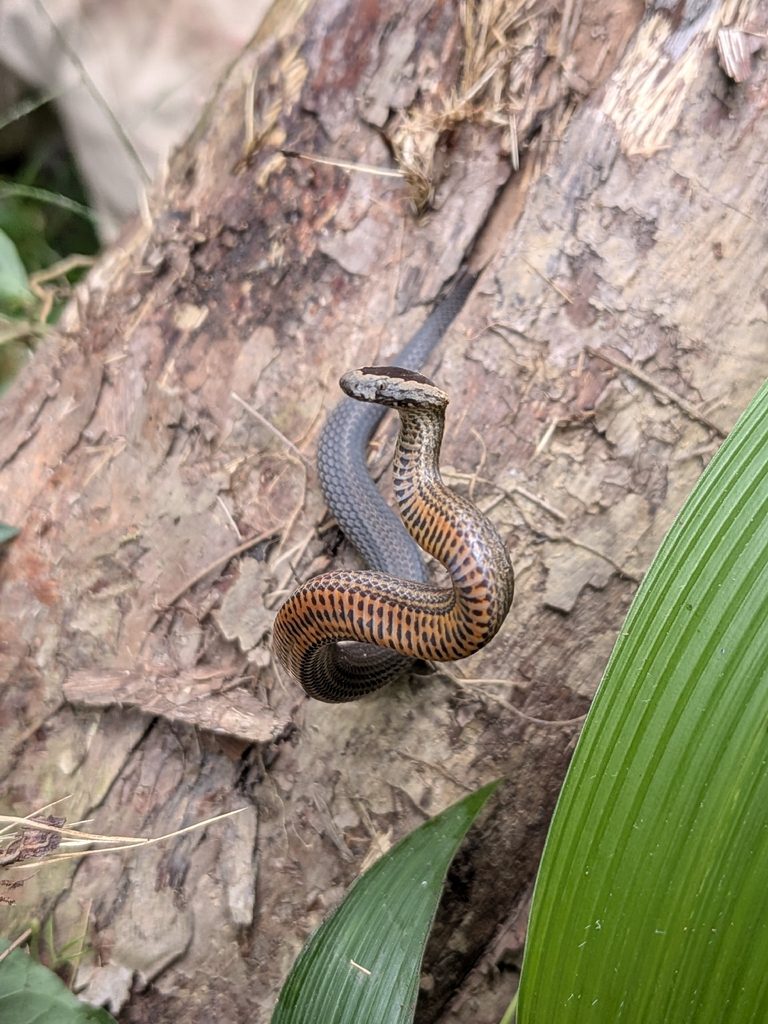 Golden-crowned Snake