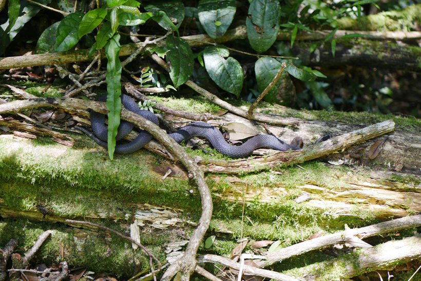 Golden-crowned Snake