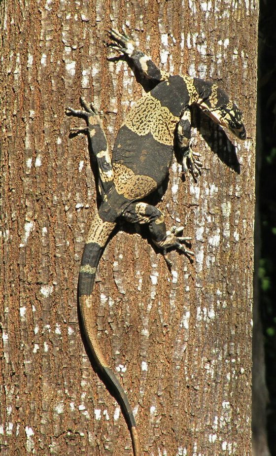 Lace Monitor