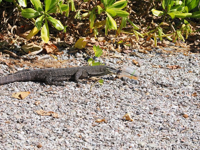 Lace Monitor
