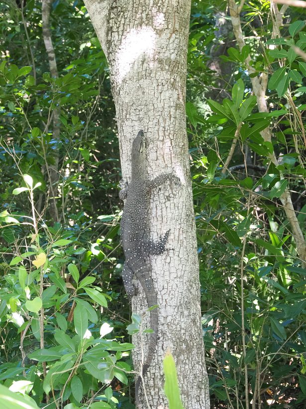 Lace Monitor