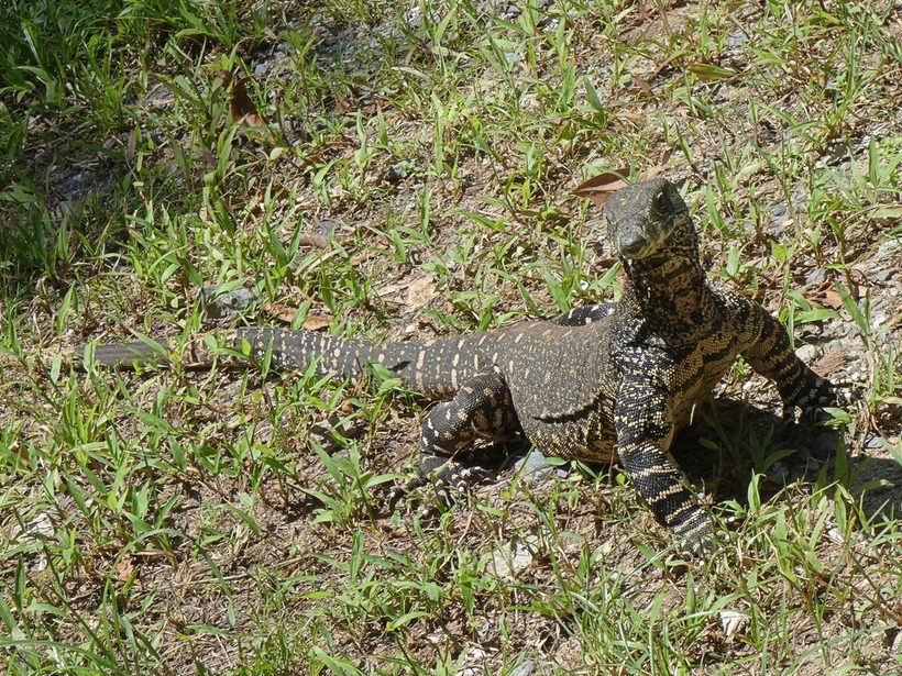 Lace Monitor