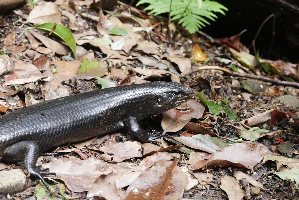 Land Mullet