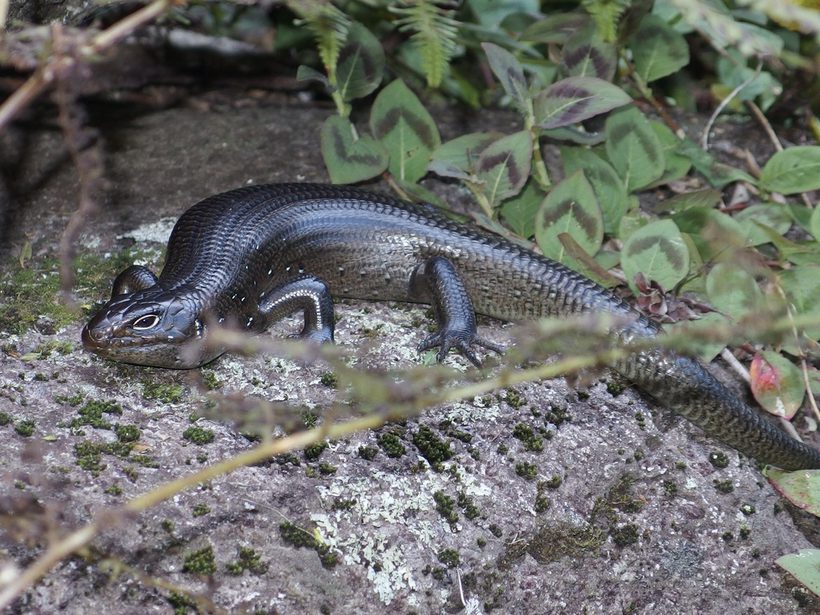Land Mullet