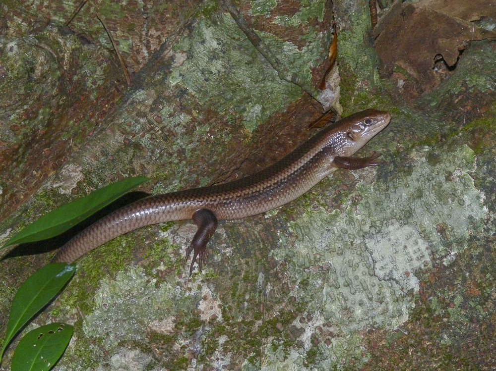Major Skink
