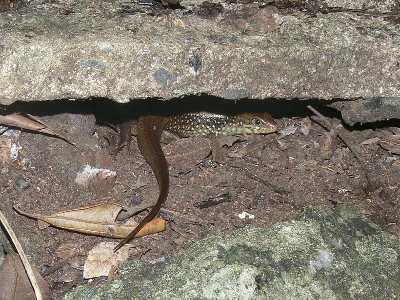 Major Skink
