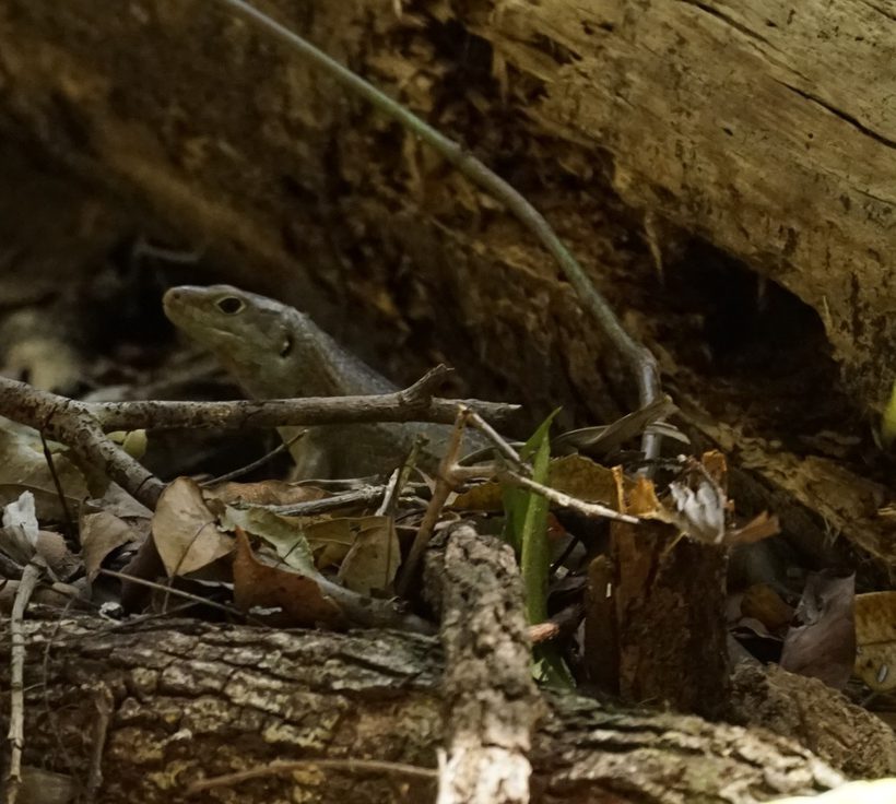 Major Skink