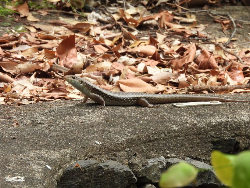 Major Skink
