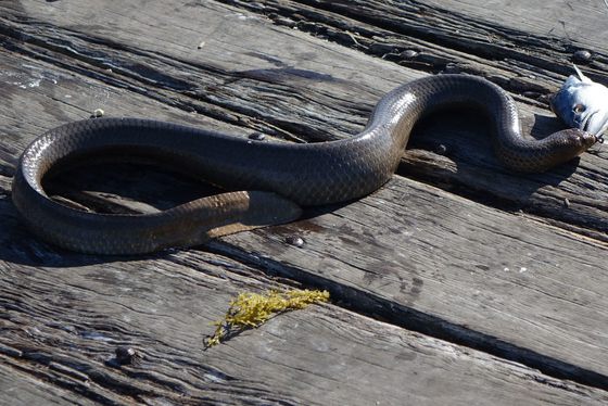 Olive Sea Snake