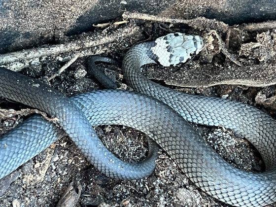 Pale-headed Snake