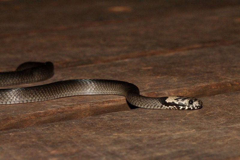 Pale-headed Snake