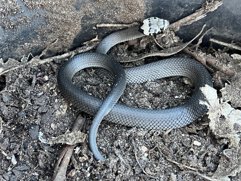 Pale-headed Snake