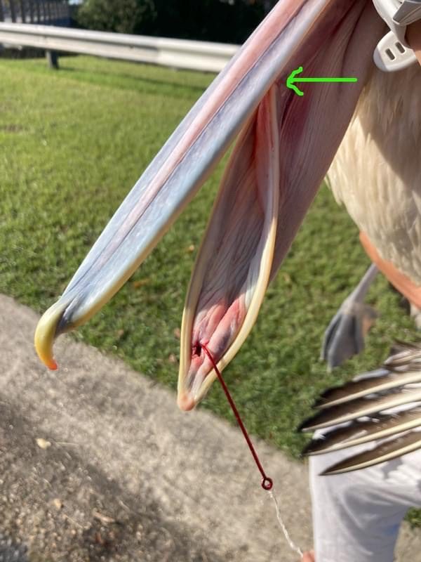 A hook through the lower bill of an Australian pelican, with fishing line still attached